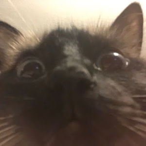 Meet your Posher, Isabelle